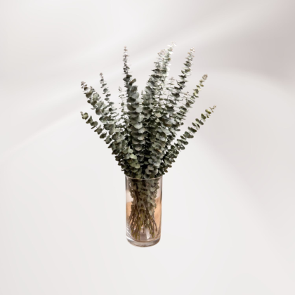 Eucalyptus