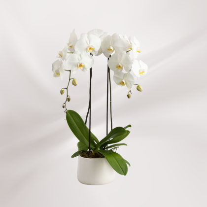 Orchidée