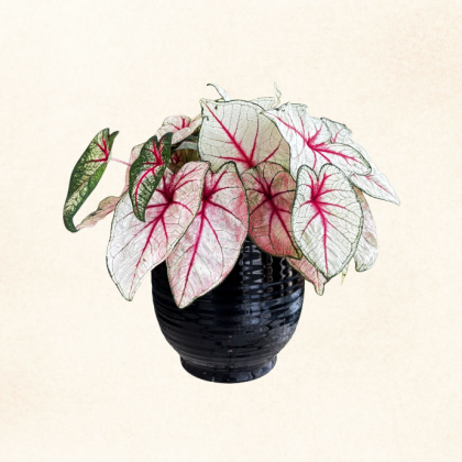 Plante 10