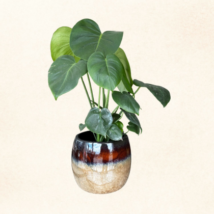 Plante 11