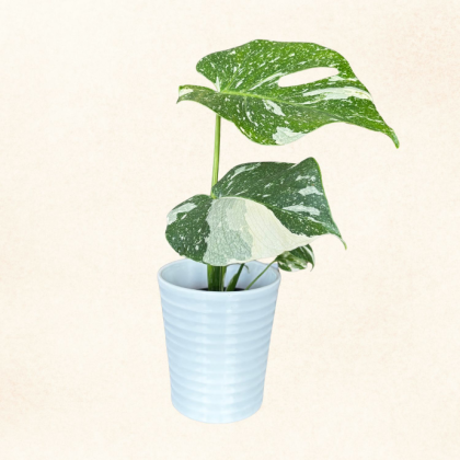 Plante 12