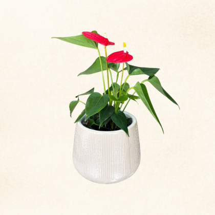 Plante 13