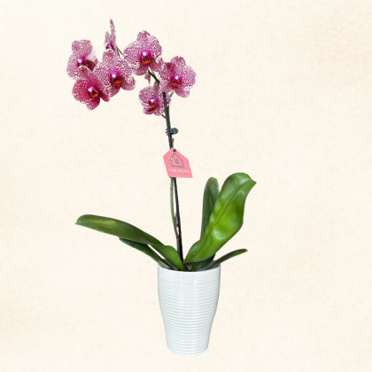Plante 14