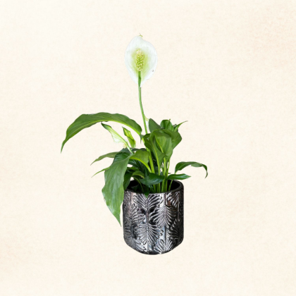 Plante 15