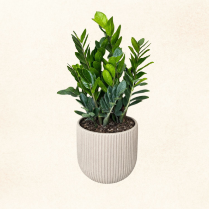 Plante 16