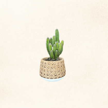 Plante 2