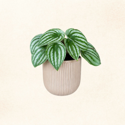 Plante 3