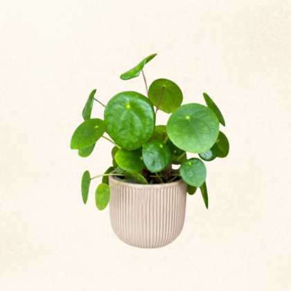 Plante 4