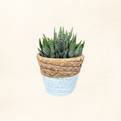 Plante