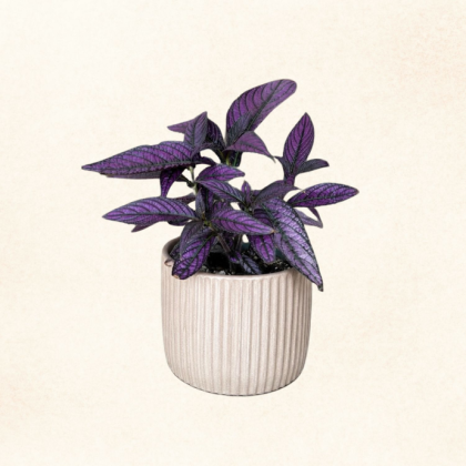Plante 5