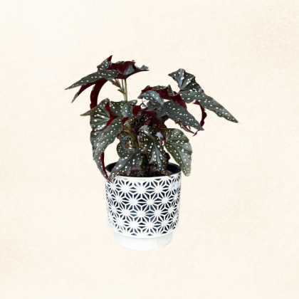 Plante 6