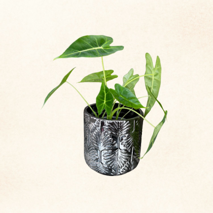 Plante 7