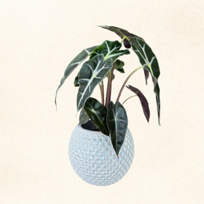 Plante 8
