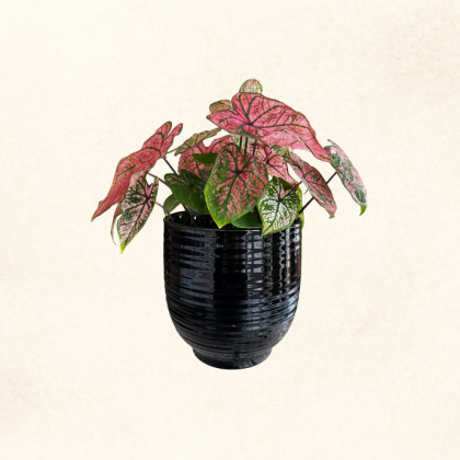 Plante 9