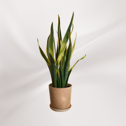 Sansevieria