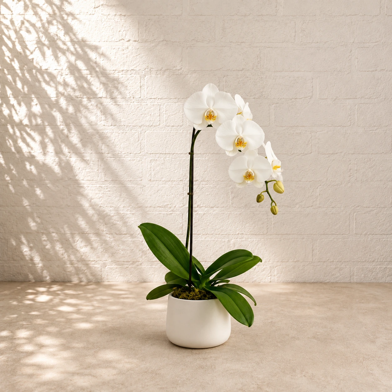 Orchidée simple